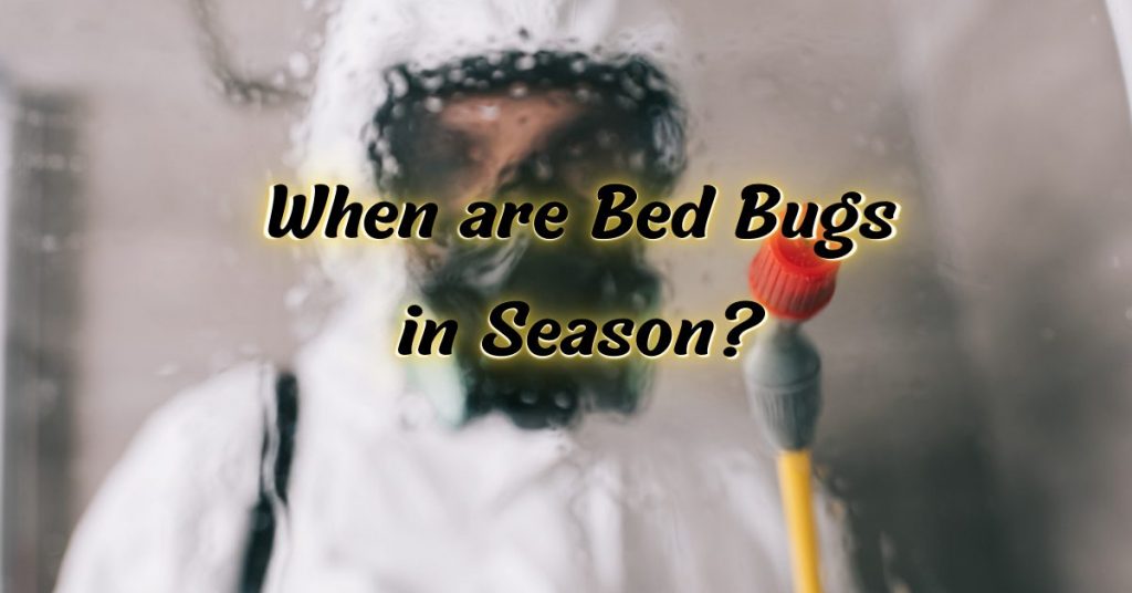Bed Bugs in Season