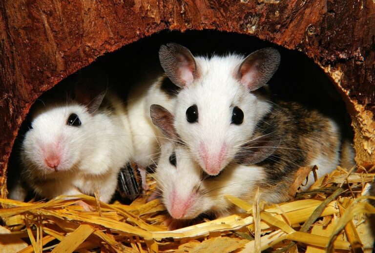 Mice and Rats